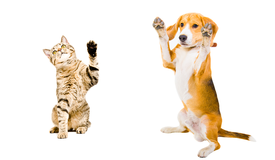 high five dog and cat