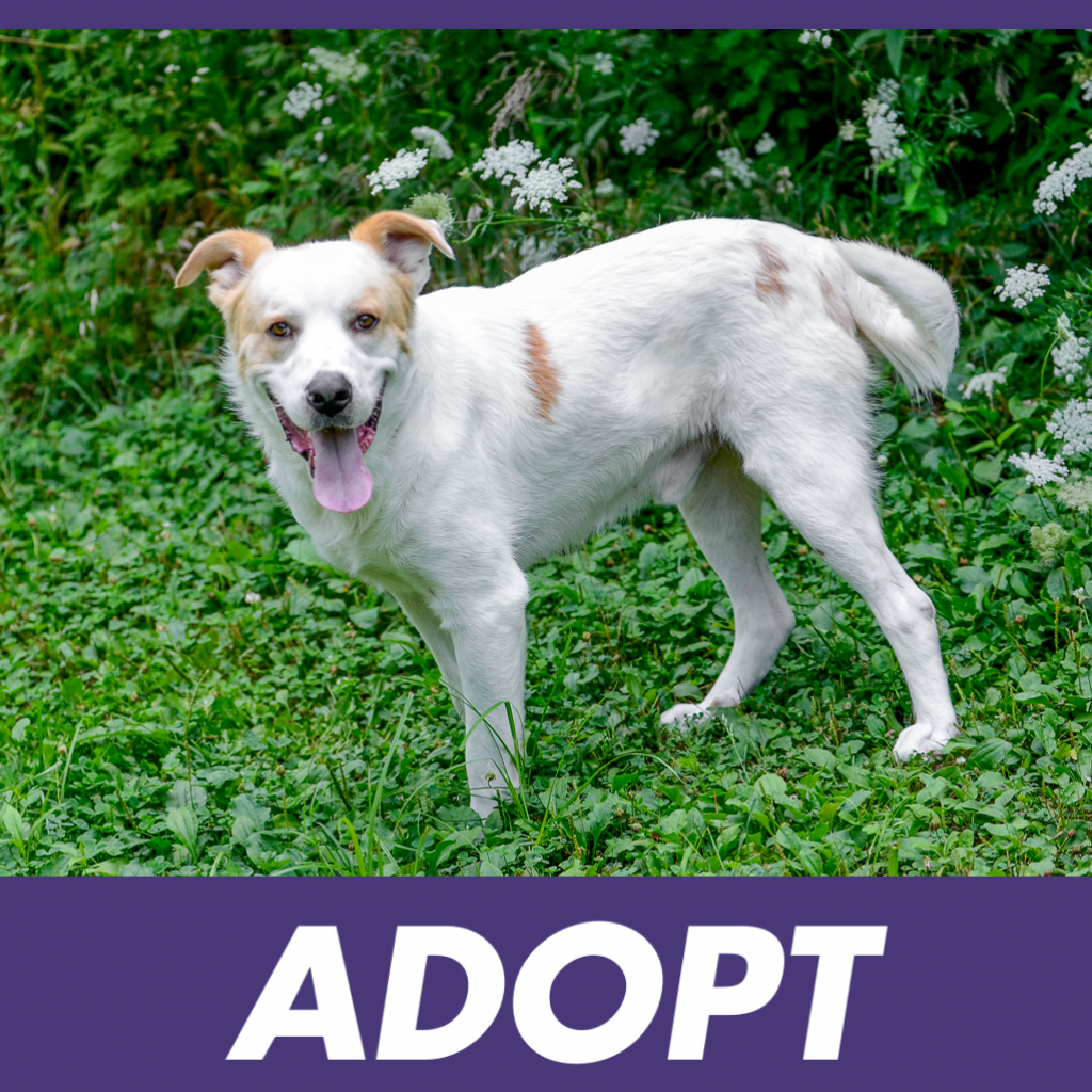 dog adopt center