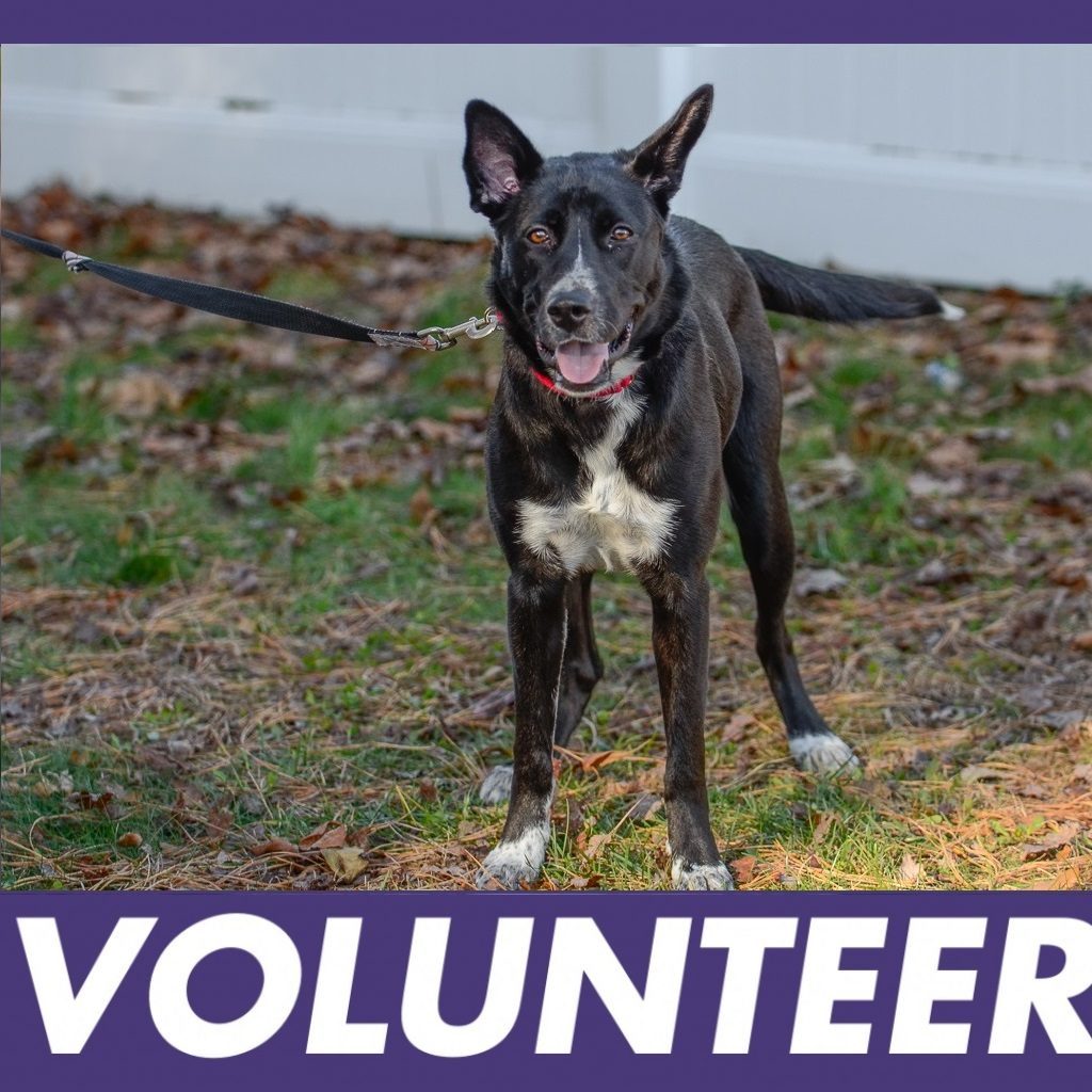 Jersey Shore Animal Center Nj Animal Shelter Jersey Shore Animal Center