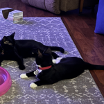 Acacia and Aspen Find A Home!